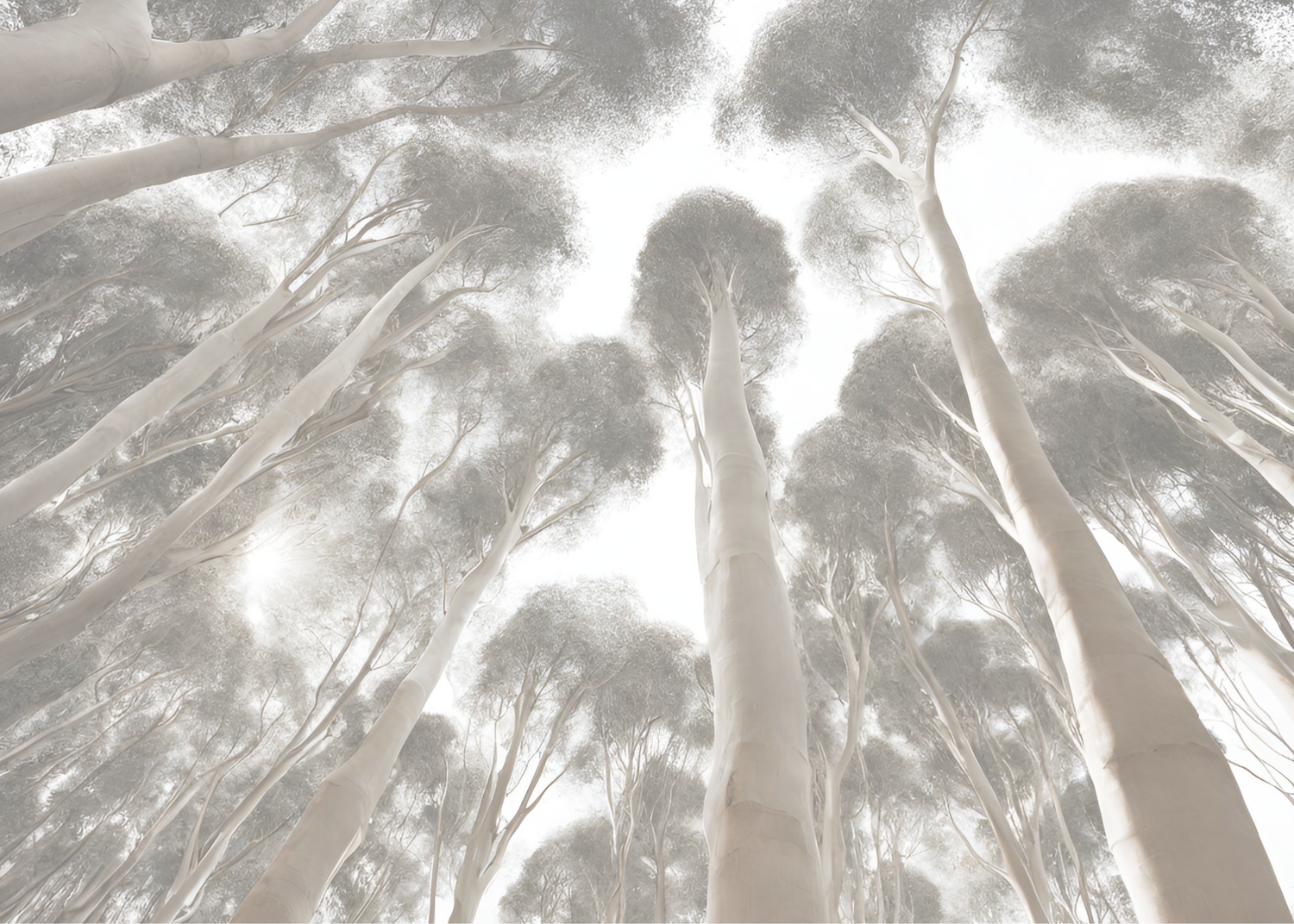 Birch Forest