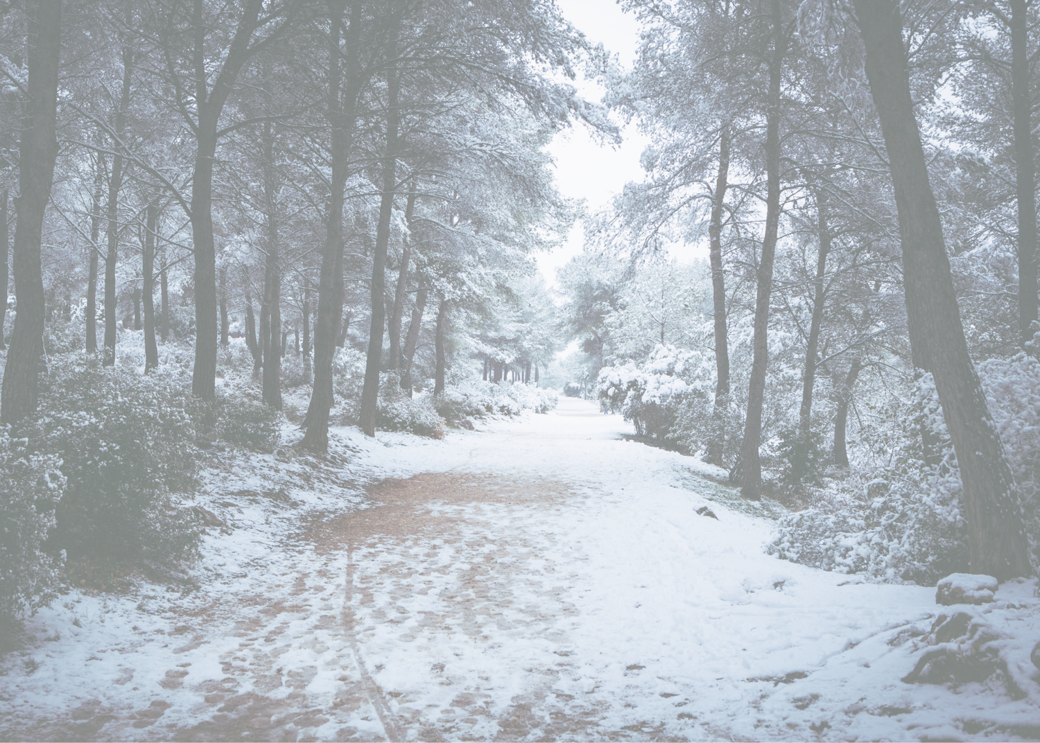 Dark Frost