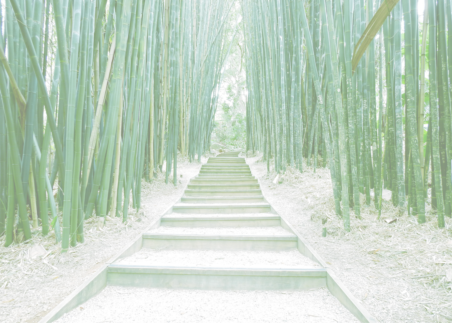 Himalayan Bamboo