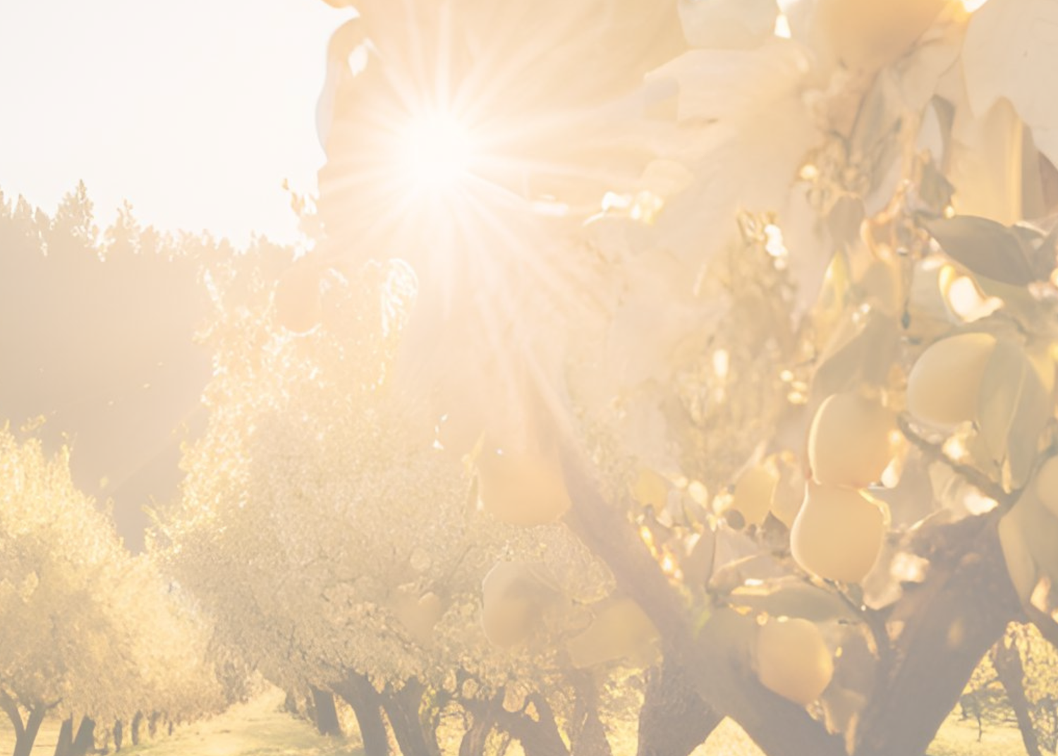 Gilded Orchard