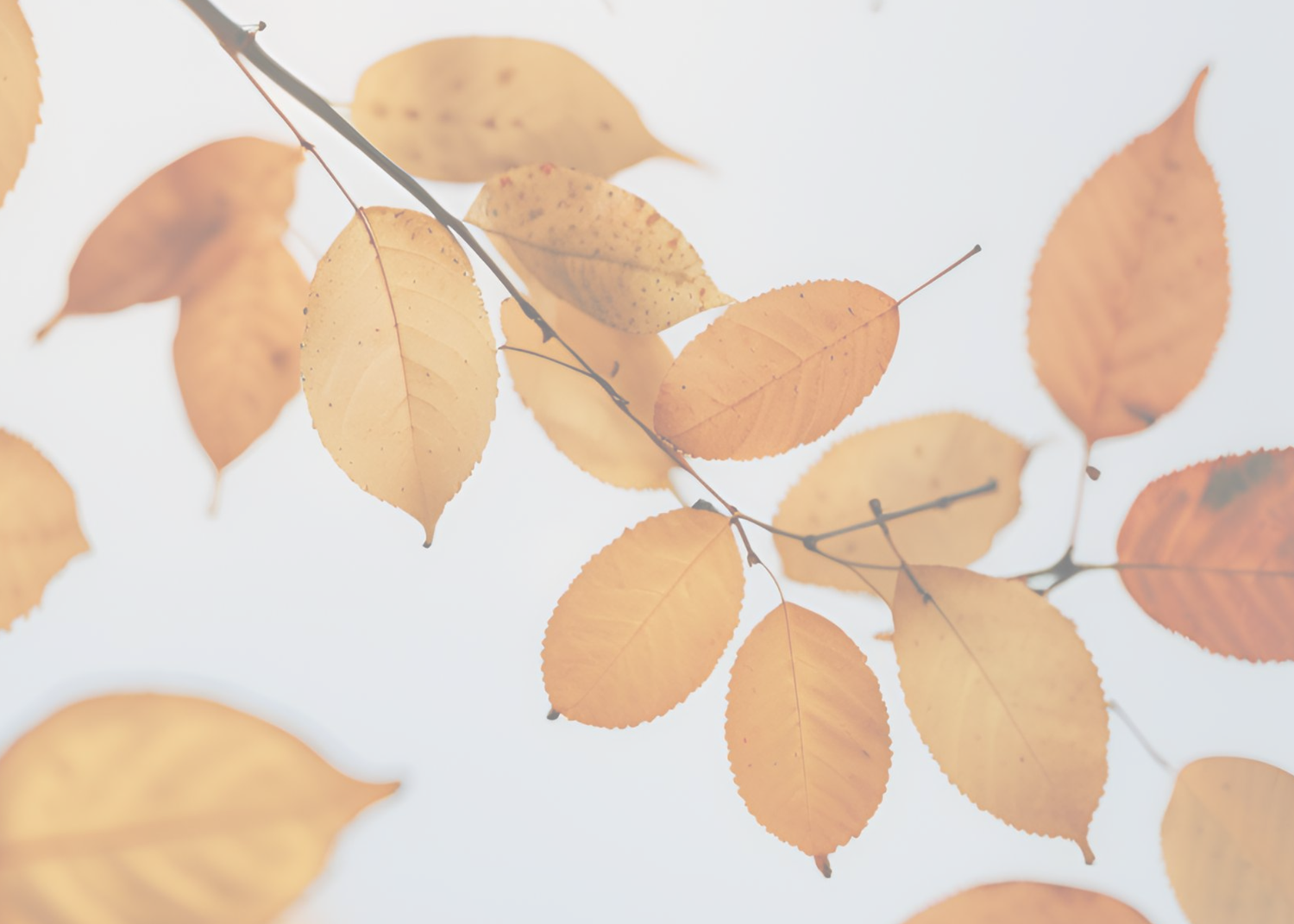 Autumn Falls