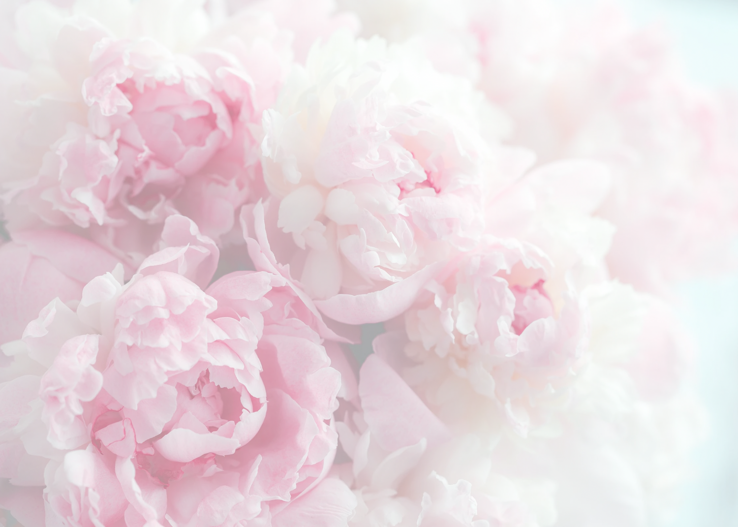 Blushing Peony